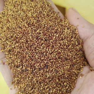 白三葉草種(zhǒng)