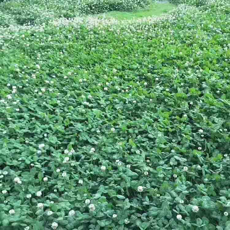 廣西白三葉種(zhǒng)子