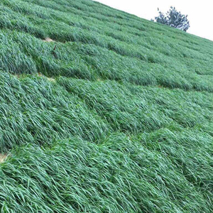 冬牧70種(zhǒng)子