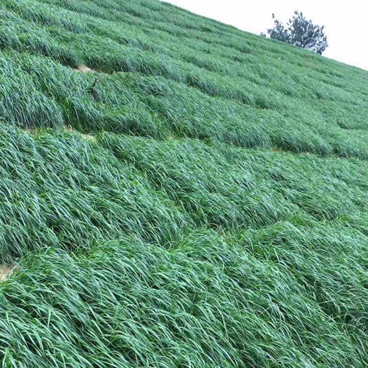 冬牧70種(zhǒng)子